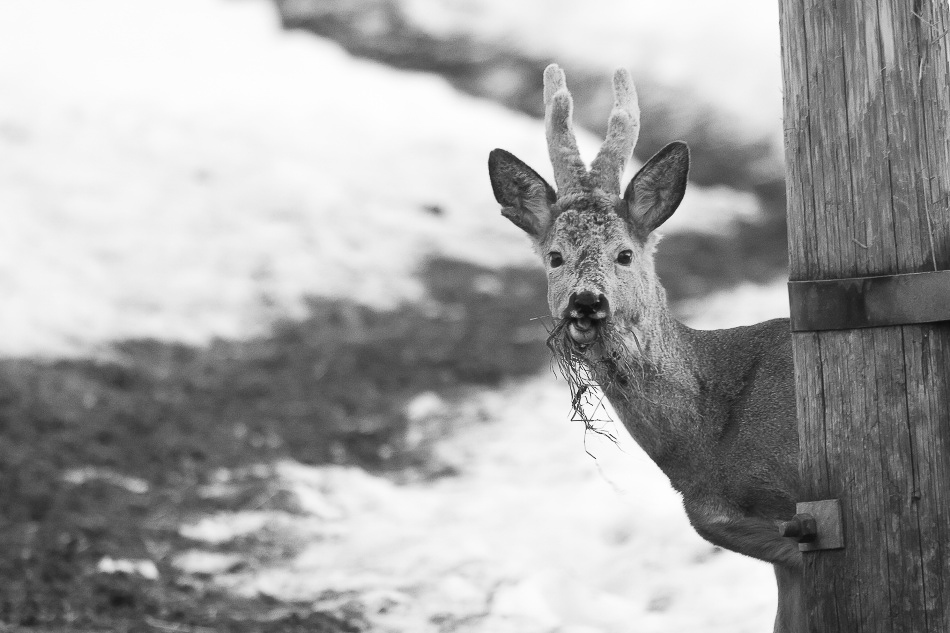 020 - Wildlife - ©MD