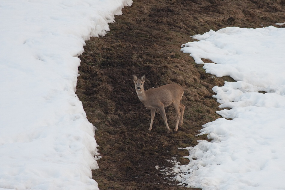 021 - Wildlife - ©MD