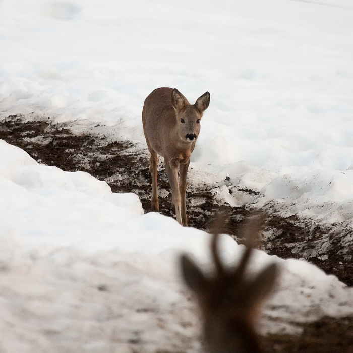 022 - Wildlife - ©MD