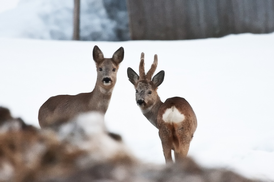 024 - Wildlife - ©MD