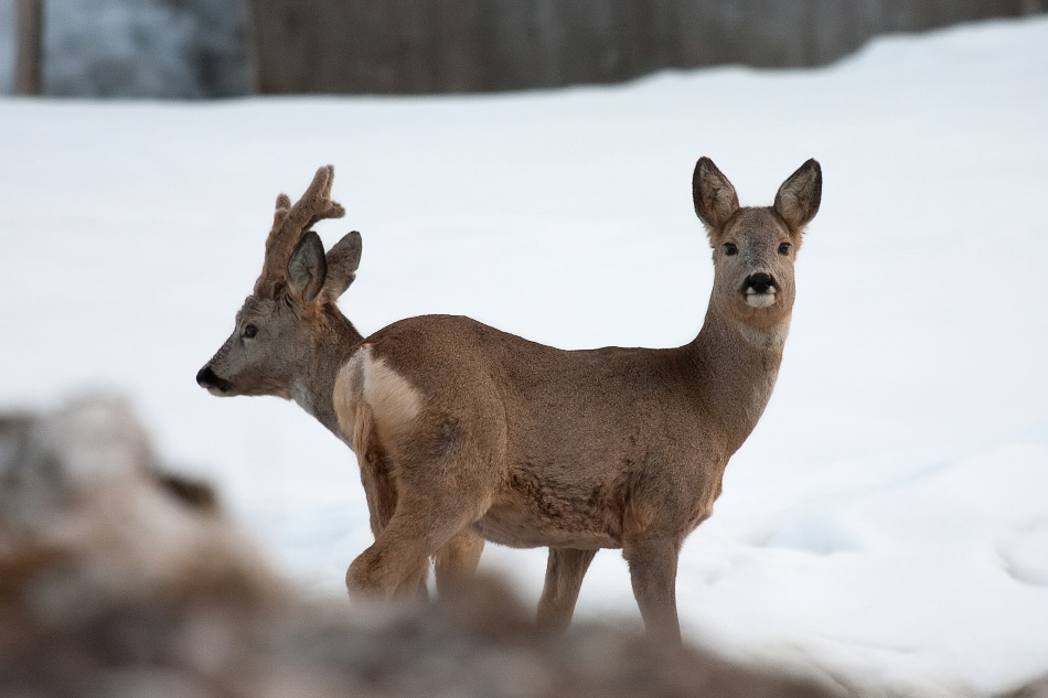 025 - Wildlife - ©MD