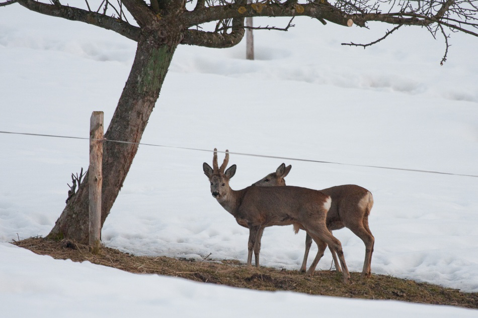 026 - Wildlife - ©MD