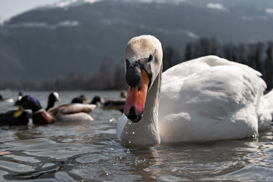 028 - Wildlife - ©MD
