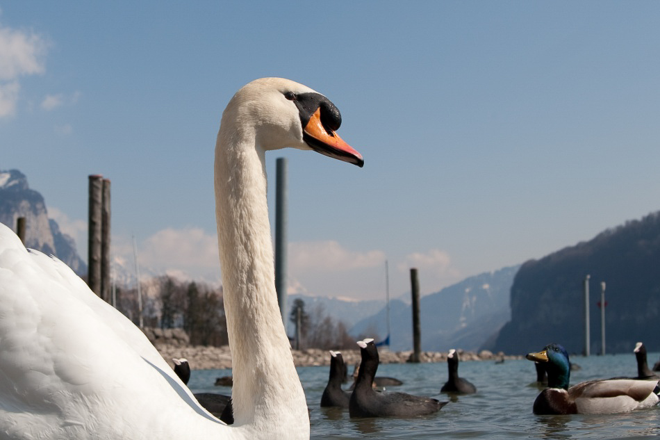 029 - Wildlife - ©MD