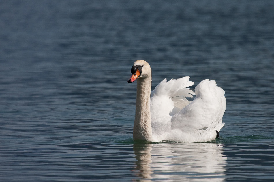 030 - Wildlife - ©MD