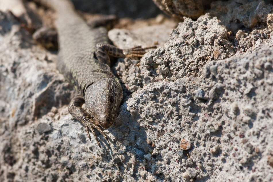 031 - Wildlife - ©MD