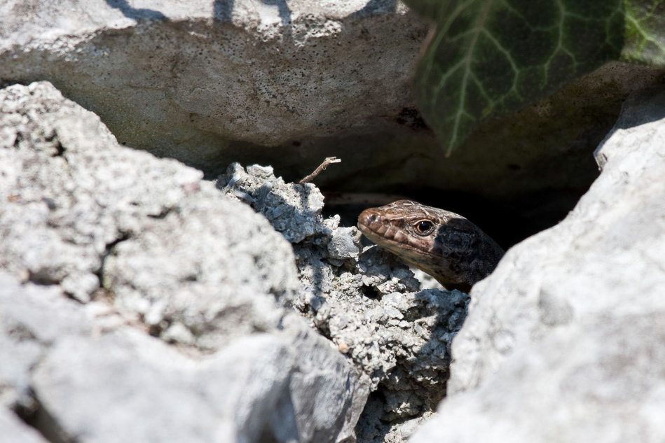 032 - Wildlife - ©MD