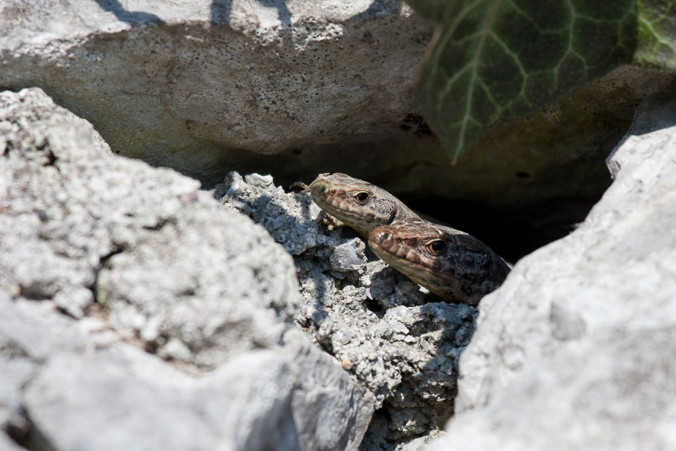 033 - Wildlife - ©MD