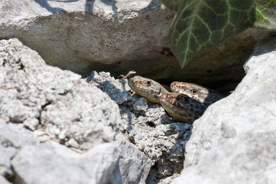 034 - Wildlife - ©MD