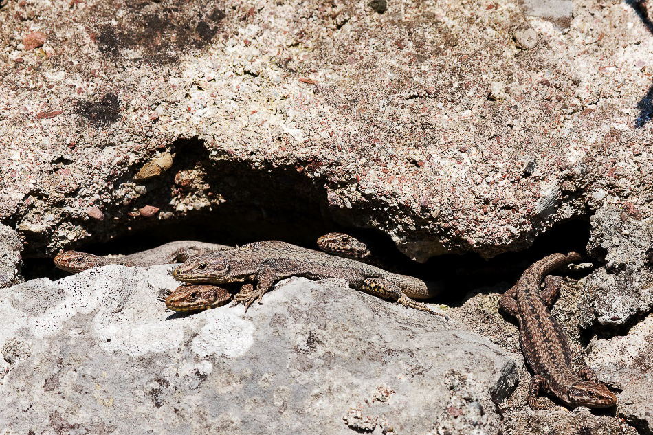 035 - Wildlife - ©MD