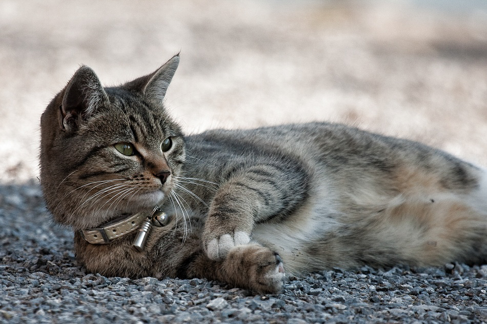 036 - Wildlife - ©MD